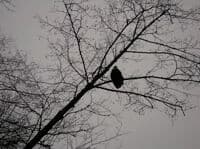 Eagle on the Skagit