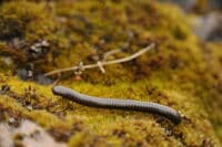 Millipede on the Illinois River