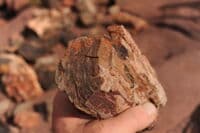 Petrified Wood