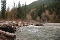 Log Jam on the Dosewallips
