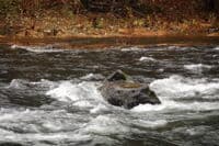 Take-out Gage Rock