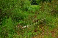 Boat Trailer Overgrown