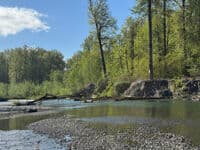 Tree spanning river
