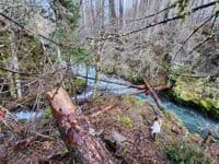 Log jam at Scorpion Creek
