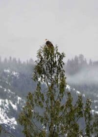 Eagle!