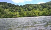 Potomac Needles