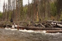 Engineered Log Jam