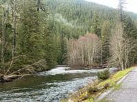 Old Growth Log