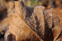 Ice on a Cold Morning