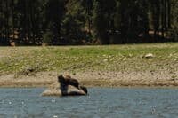 Otters Enjoying a New River