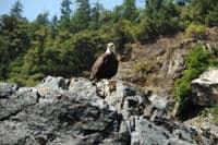 Eagle As We Near Dragon's Tooth