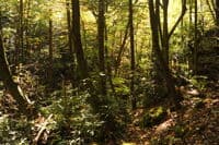 Hiking Up Mason Branch