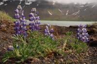 Wildflowers at Surprise Lake