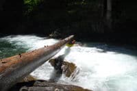 Log Limbo