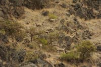 Sheep on the Snake River