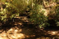 Hiking Up Mason Branch