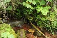 Small Tributary on the Trail