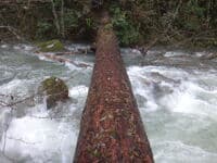 River wide log