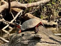 Wood Turtle