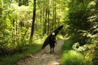 Take-Out Trail