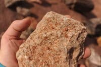 Fossils Near Dead Horse Point