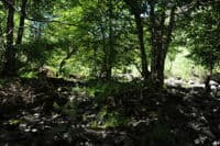 Trees in the Channel