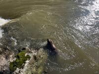 Whitewater Beaver