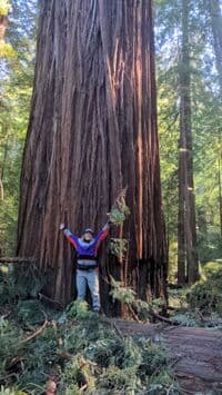 Tall Trees Grove