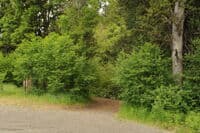 Access Trail Above Husum Falls