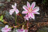 Lewisia
