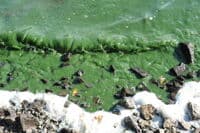 Algae at Copco Cove