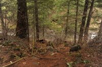 Trail Down to River