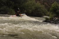 Rapid on Tree of Heaven Run
