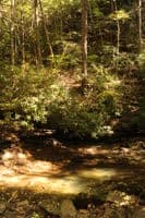 Hiking Up Mason Branch