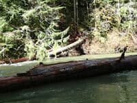 Down cable at the gage collecting wood.