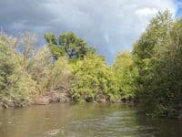 channel wide veg on middle gila