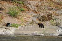Bear Viewing Last Night