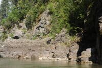 Bear in the Great Bear Wilderness