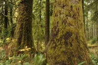 Klahanie Campground Old-Growth Forest