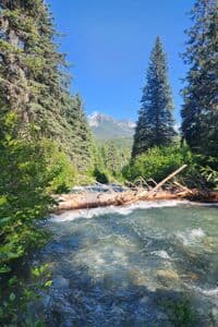 Tree portage just above Trinity