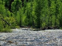 Upper Dolores River: strainer