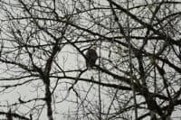 Eagle in Tree