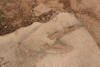 Fossilized Allosaurus Footprint