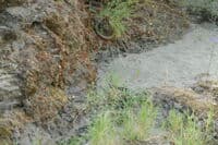 Gopher Snake vs. King Snake Encounter at Missouri Bar
