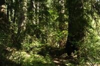 Old Growth at the Put-in