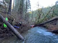 Log Jam