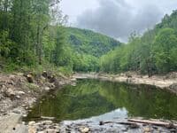 Army Corps Tree Cutting