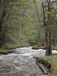 Gandy Creek