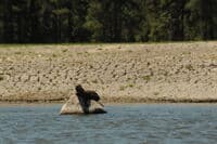 Otters Enjoying a New River