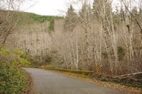 Forest Road 29 Bridge